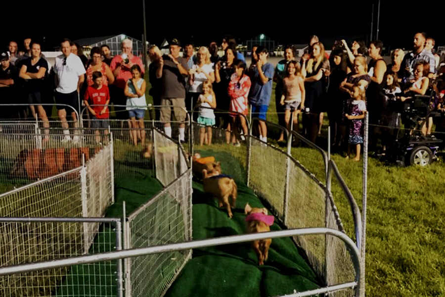 Pig-Races-Web-Image-1