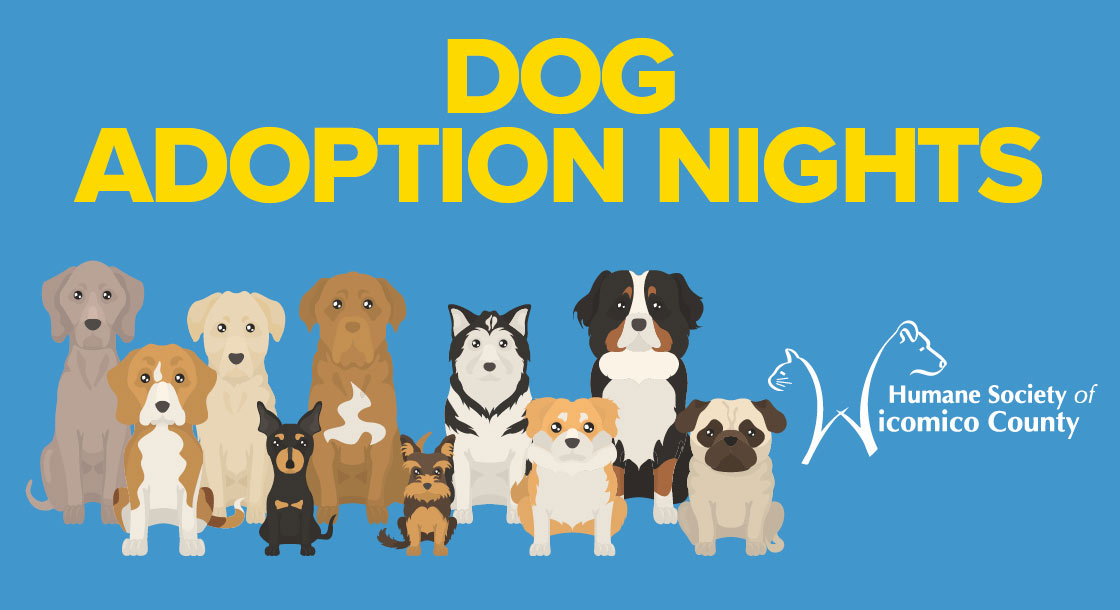 Dog Adoption Nights