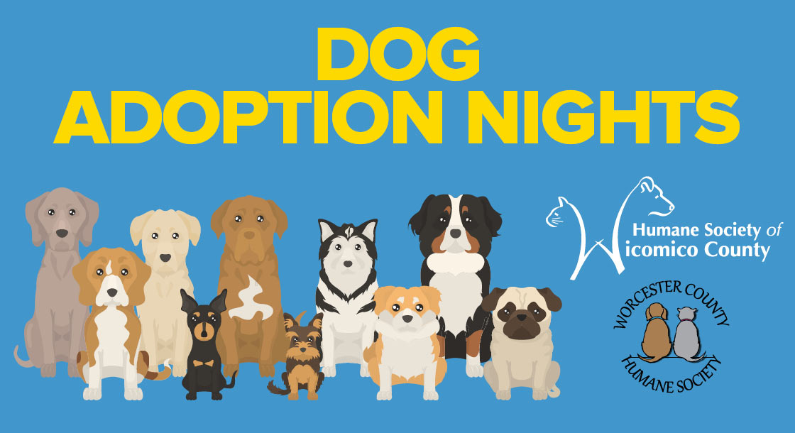 Dog Adoption Nights